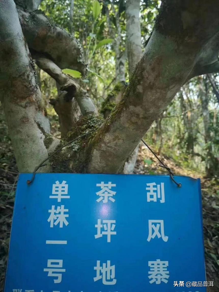 易武三大名茶产区：易武麻黑、刮风寨、薄荷塘，都有什么特点？